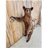 Image 7 : Cinnamon Phase Black Bear Full Body Taxidermy Mount