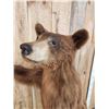 Image 8 : Cinnamon Phase Black Bear Full Body Taxidermy Mount