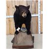 Image 2 : Black Bear Full Body Taxidermy Mount
