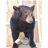 Image 3 : Black Bear Full Body Taxidermy Mount