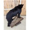 Image 5 : Black Bear Full Body Taxidermy Mount