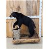 Image 2 : Juvenile Black Bear Full Body Taxidermy Mount