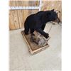 Image 3 : Juvenile Black Bear Full Body Taxidermy Mount