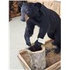 Image 5 : Juvenile Black Bear Full Body Taxidermy Mount