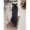 Image 7 : Juvenile Black Bear Full Body Taxidermy Mount