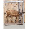 Image 1 : African Bongo Antelope Full Body Taxidermy Mount
