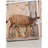 Image 2 : African Bongo Antelope Full Body Taxidermy Mount