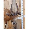 Image 3 : African Bongo Antelope Full Body Taxidermy Mount