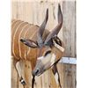 Image 4 : African Bongo Antelope Full Body Taxidermy Mount
