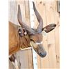 Image 5 : African Bongo Antelope Full Body Taxidermy Mount
