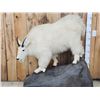 Image 2 : Mountain Goat Full Body Taxidermy Mount