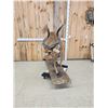 Image 1 : African Sitatunga Full Body Taxidermy Mount