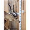 Image 3 : African Sitatunga Full Body Taxidermy Mount