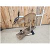 Image 5 : African Sitatunga Full Body Taxidermy Mount