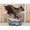 Image 1 : New Zealand Tahr Full Body Taxidermy Mount