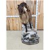 Image 3 : New Zealand Tahr Full Body Taxidermy Mount