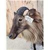 Image 5 : New Zealand Tahr Full Body Taxidermy Mount