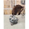 Image 6 : New Zealand Tahr Full Body Taxidermy Mount