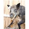 Image 2 : BIG Wild Russian Boar Hog Full Body Taxidermy Mount