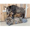 Image 3 : BIG Wild Russian Boar Hog Full Body Taxidermy Mount