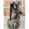 Image 4 : BIG Wild Russian Boar Hog Full Body Taxidermy Mount