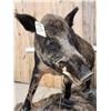 Image 5 : BIG Wild Russian Boar Hog Full Body Taxidermy Mount