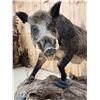 Image 6 : BIG Wild Russian Boar Hog Full Body Taxidermy Mount