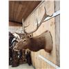 Image 3 : 5x5 Elk Shoulder Mount Taxidermy