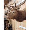 Image 4 : 5x5 Elk Shoulder Mount Taxidermy