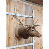 Image 5 : 5x5 Elk Shoulder Mount Taxidermy
