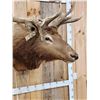 Image 6 : 5x5 Elk Shoulder Mount Taxidermy