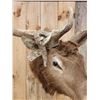 Image 7 : 5x5 Elk Shoulder Mount Taxidermy