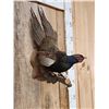 Image 2 : Color Phase Ringneck Pheasant Full Body Bird Taxidermy