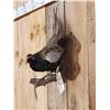 Image 3 : Color Phase Ringneck Pheasant Full Body Bird Taxidermy