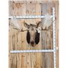 Image 1 : 51" Wide Moose Shoulder Mount Taxidermy