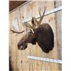 Image 3 : 51" Wide Moose Shoulder Mount Taxidermy
