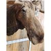 Image 5 : 51" Wide Moose Shoulder Mount Taxidermy