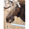 Image 7 : 51" Wide Moose Shoulder Mount Taxidermy