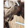 Image 8 : 51" Wide Moose Shoulder Mount Taxidermy