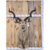 Image 1 : African Kudu Shoulder Mount Taxidermy