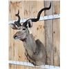 Image 2 : African Kudu Shoulder Mount Taxidermy