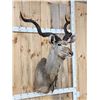 Image 3 : African Kudu Shoulder Mount Taxidermy