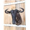 Image 2 : African Blue Wildebeest Shoulder Mount Taxidermy