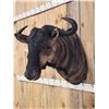 Image 3 : African Blue Wildebeest Shoulder Mount Taxidermy