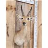 Image 2 : African Reedbuck Shoulder Mount Taxidermy