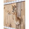 Image 3 : African Reedbuck Shoulder Mount Taxidermy