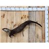 Image 1 : Swimming Otter Full Body Taxidermy Mount