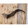 Image 2 : Swimming Otter Full Body Taxidermy Mount