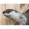 Image 3 : Swimming Otter Full Body Taxidermy Mount