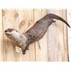 Image 4 : Swimming Otter Full Body Taxidermy Mount